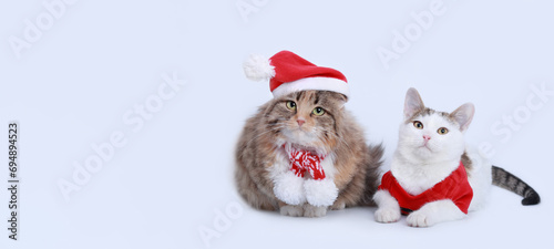 Two Cats Santa Claus on a white background. Cat in Santa hat. Kitten and Cat with Christmas festive outfit. Xmas. Christmas card. Cats in winter clothes. Happy New Year. Merry Christmas.  © Mariia
