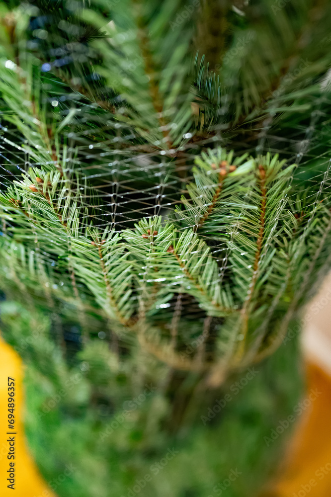 Fir from the store ready to unpack. Preparation for Christmas. Fir from the store ready to unpack. Preparation for Christmas.