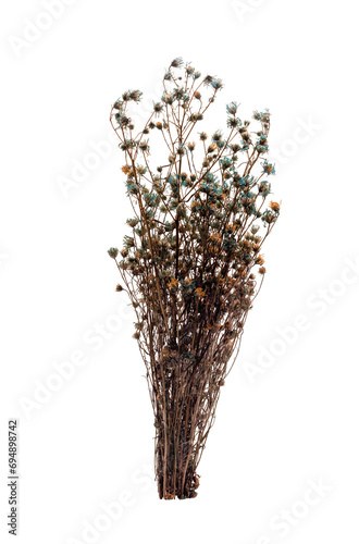 Blue and orange dried flowers isolated on transparent background