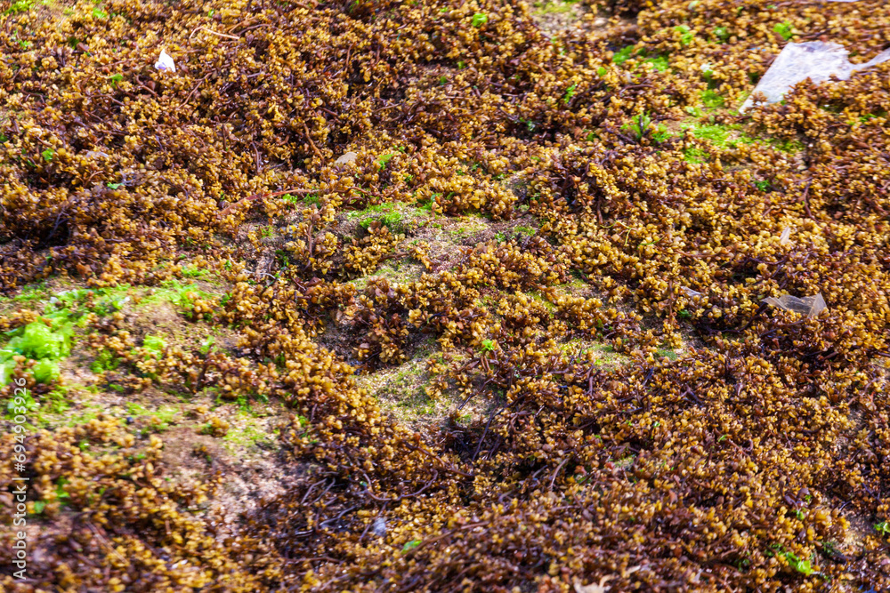 Mossy rocks on Klayer Beach, Pacitan, Indonesia, Java Mossy rocks on Klayer Beach, Pacitan, Indonesia, Java