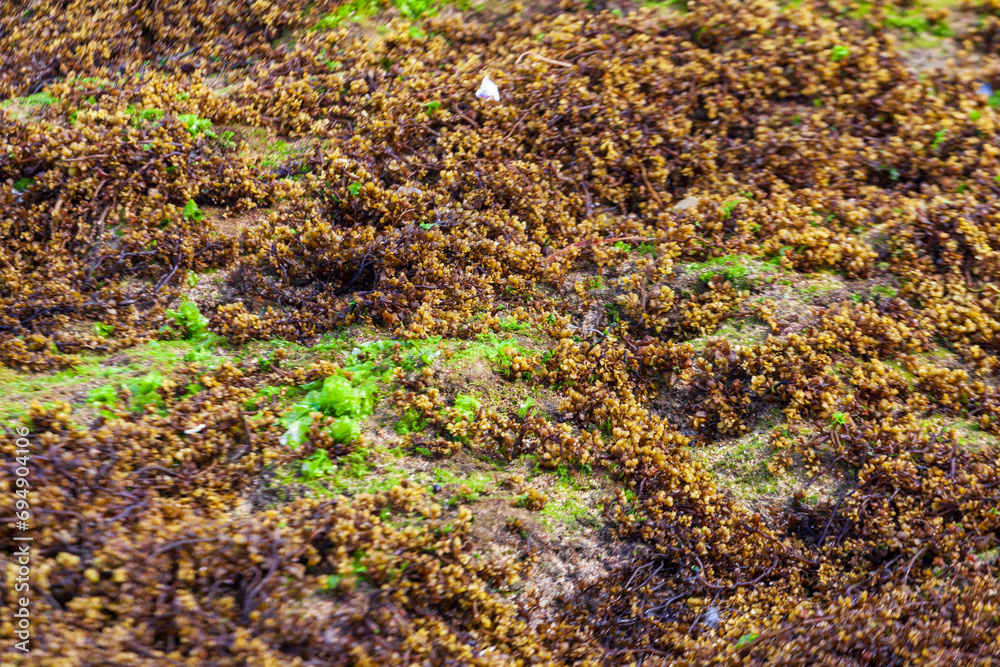 Mossy rocks on Klayer Beach, Pacitan, Indonesia, Java Mossy rocks on Klayer Beach, Pacitan, Indonesia, Java