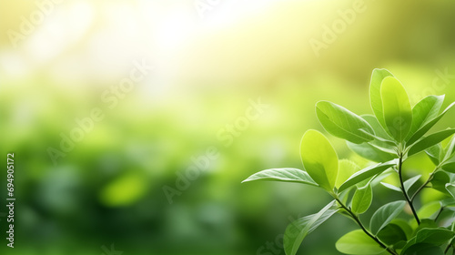 Sunlit greenery close-up nature view with blurred background