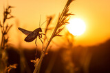 rtistic silhouette of a grasshopper at dawn, perched on a slender stem, against the soft glow of the rising sun, creating a serene and contemplative image of insect life.
