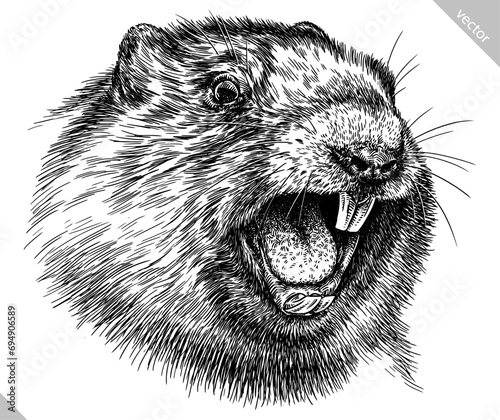 Vintage engraving isolated marmot set illustration groundhog ink sketch. Woodchuck background silhouette art. Black and white hand drawn vector image