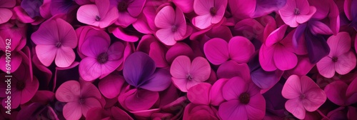 Vibrant Magenta Cyclamen Palette St Valentines Day Concept Background photo