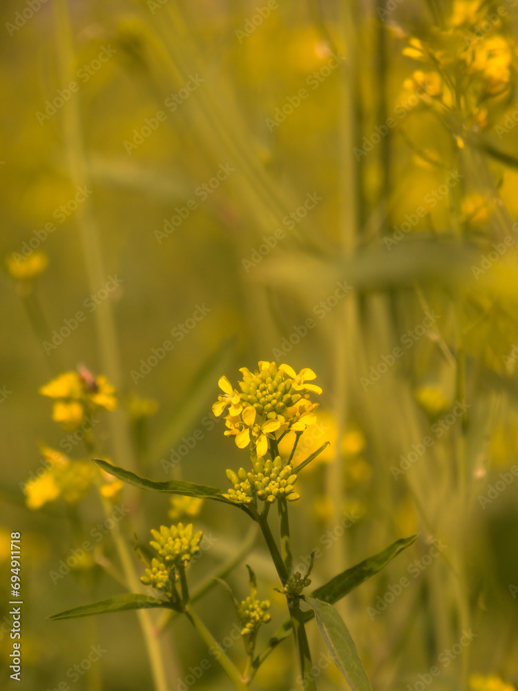 Obraz premium Nature's Yellow Elegance: Canola Flower Bliss