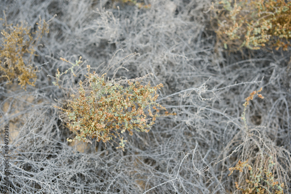 Beach plants light and airy background and texture in Fuerteventura Costa Calma sandy beach landscape Beach plants light and airy background and texture in Fuerteventura Costa Calma sandy beach landscape