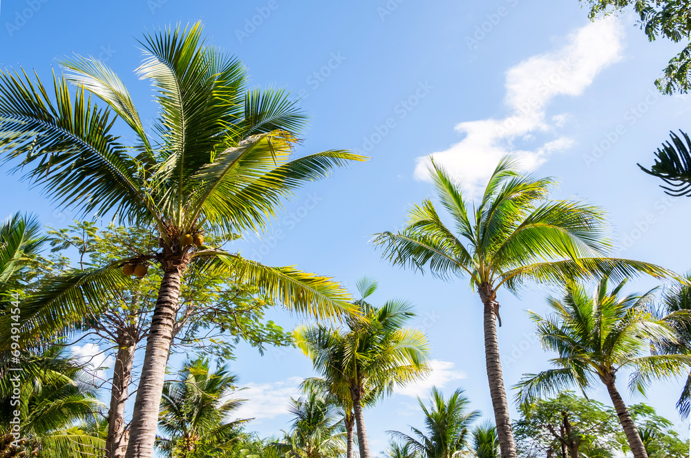 Palm trees against blue sky. Tropical scenery.