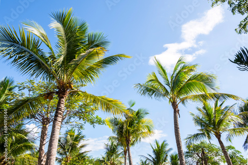 Palm trees against blue sky. Tropical scenery.
