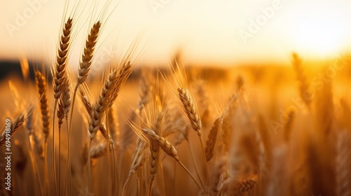 Golden Hour Wheat Field Sunset Warm Tones Closeup Agricultural Landscape Background