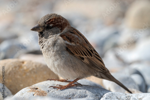 Male of House sparrow, Passer domesticus. Phot taken in the Tabarca Island, municipality of Alicante, Spain