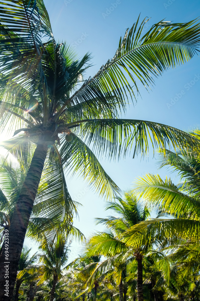 Palm trees in sunlight. Tropical background.