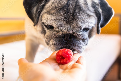 Canvas Print Pug Curiosity Meets Healthy Choices: Exploring a Nutritious Canine Diet with Raspberries