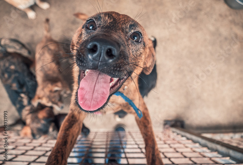 Portrait of lonely sad abandoned stray dog behind the fence at animal shelter. Best human's friend is waiting for a forever home. Animal rescue concept photo