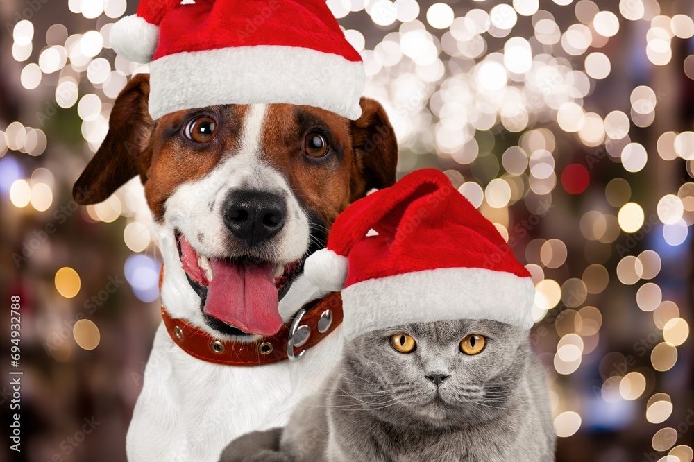 Adorable dog and cute cat wearing a Santa Christmas hat.