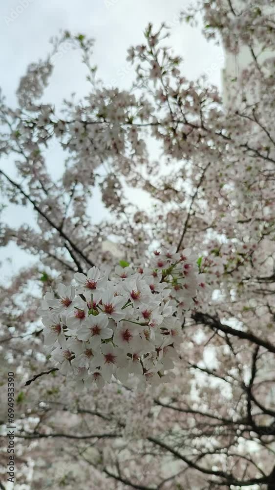 Cherry blossoms, the white bliss of springtime Cherry blossoms, the white bliss of springtime
