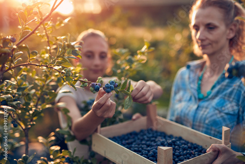 Mother and daughter picking blueberries on a family organic farm. photo