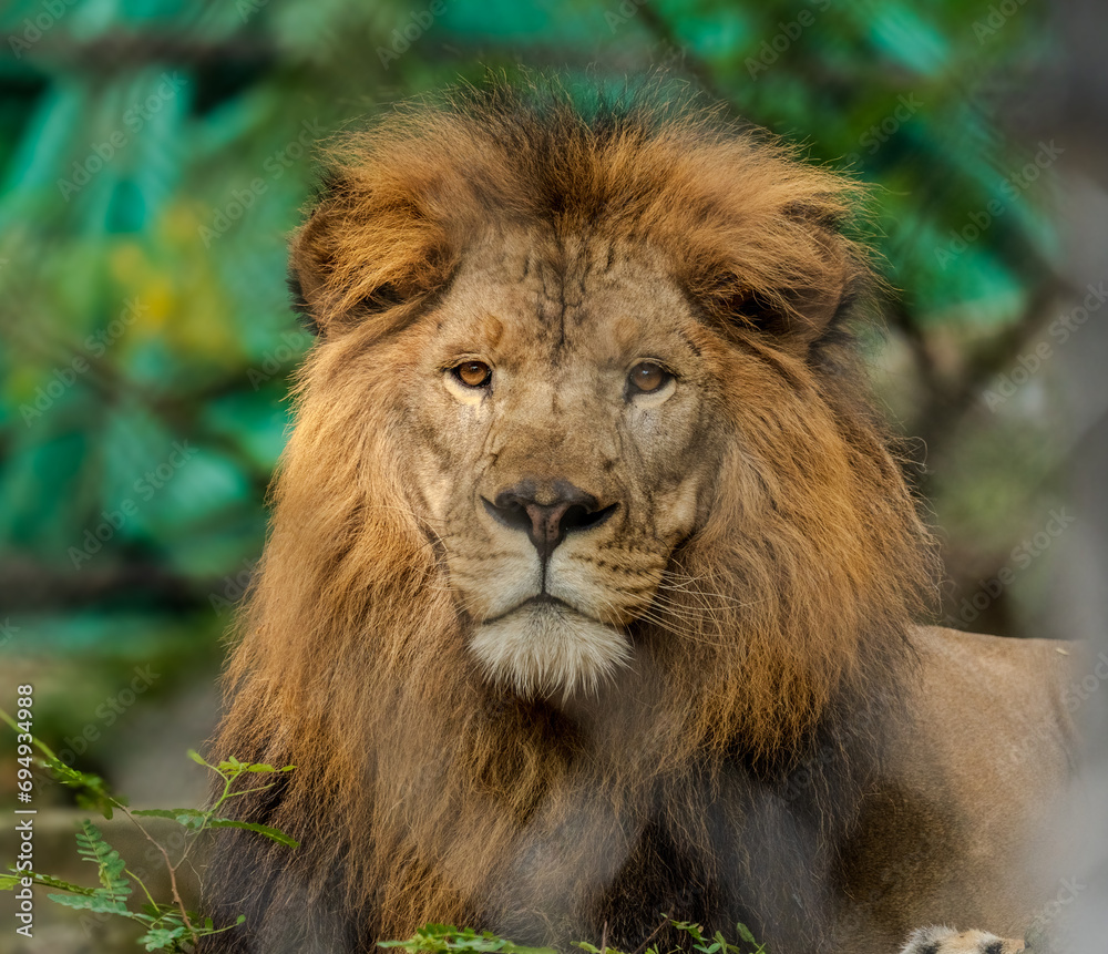 portrait of a lion