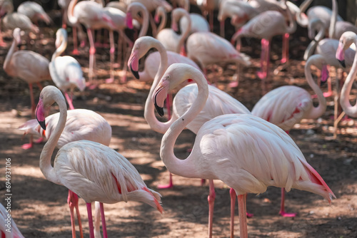 Several flamingo birds flock, close-up of neck and head.