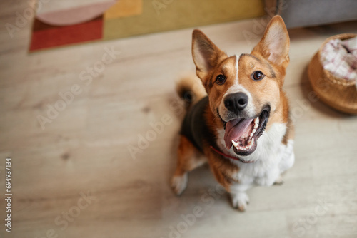 Canvas Print Top down portrait of happy dog looking up at camera with smile and tongue out, c