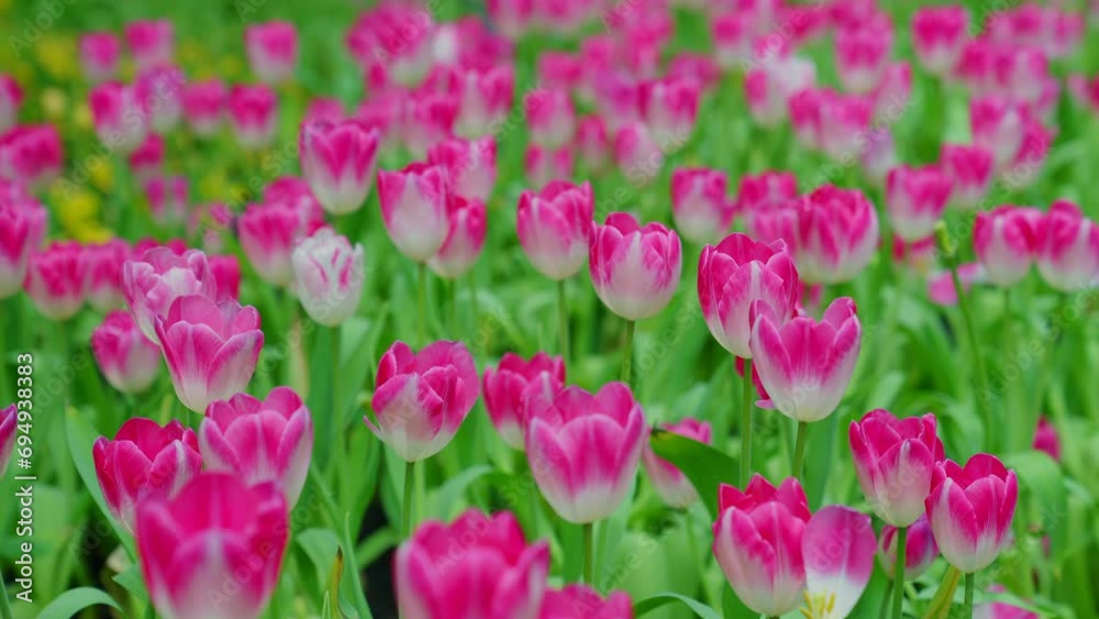 Slow motion close-up shot view of bouquet blooming white, pink, yellow tulips in the garden. Spring, cool weather, winter, Natural landscape with spring flowers. beautiful field flowers. Slow motion close-up shot view of bouquet blooming white, pink, yellow tulips in the garden. Spring, cool weather, winter, Natural landscape with spring flowers. beautiful field flowers.