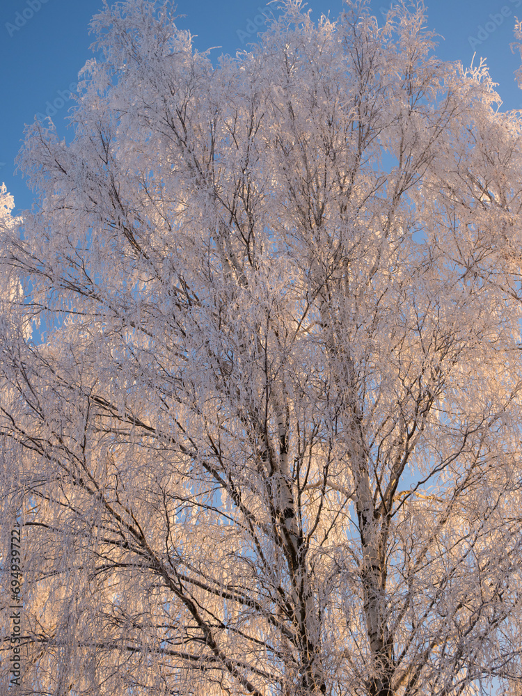 trees in frost