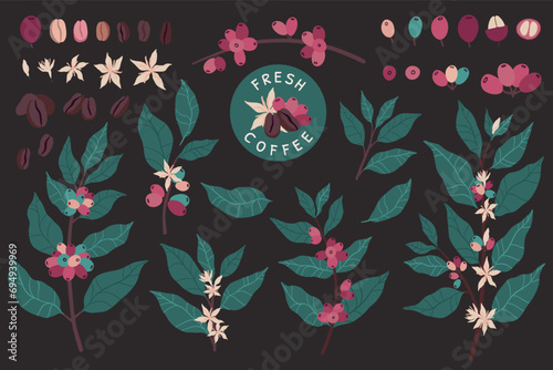 Coffee plants. Cafe leaf pattern, tree beans and leaves, colombia or ethiopia farm logo, berry and branch for barista. Arabica drinks. Botanical cartoon flat elements. Vector illustration