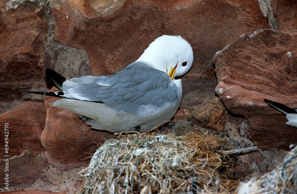 Fototapeta premium Mouette tridactyle, adulte au nid (Rissa tridactyla)