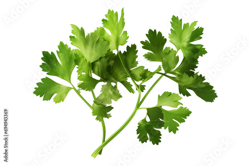 Fresh Coriander: Green Cilantro Leaves Isolated on White Background - Culinary Herbs, Fresh Produce, Organic Flavoring photo
