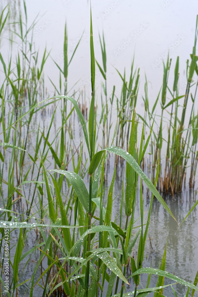 Typha latifolia, Massette