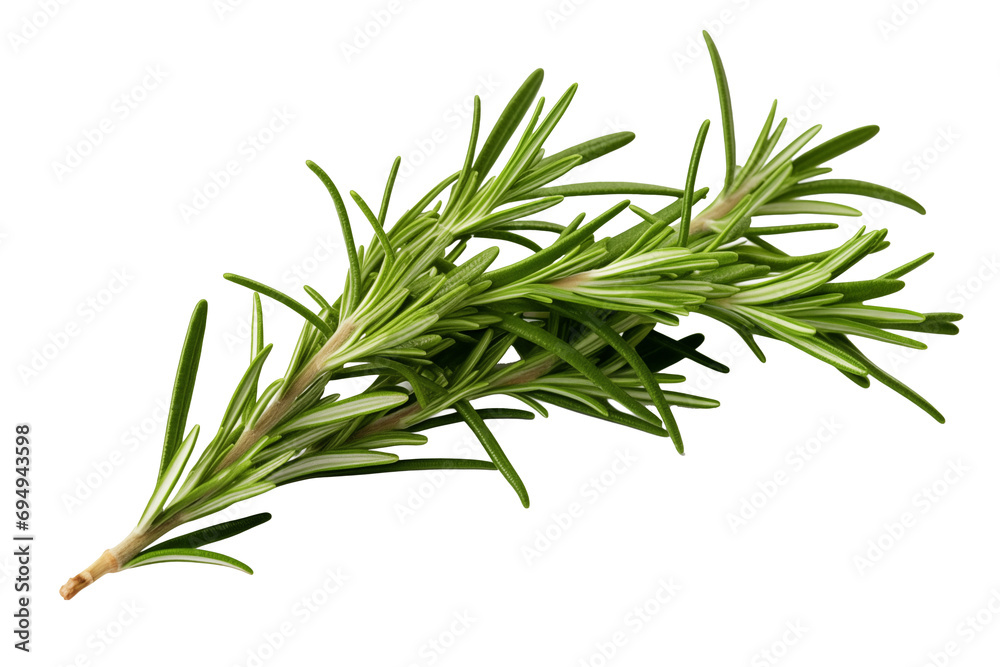 Rosemary Branch: Fresh Rosemary Sprigs Isolated on White Background - Mediterranean Cuisine, Herbal Infusion