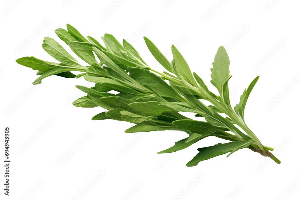 Fototapeta premium Tarragon Leaves: Fresh Green Tarragon Sprig Isolated on White - Aromatic Herbs, French Cuisine, Gourmet Flavoring, Kitchen Ingredients, Organic Produce