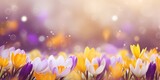 A bunch of purple and yellow flowers in a field, header, footer, panoramic banner image.