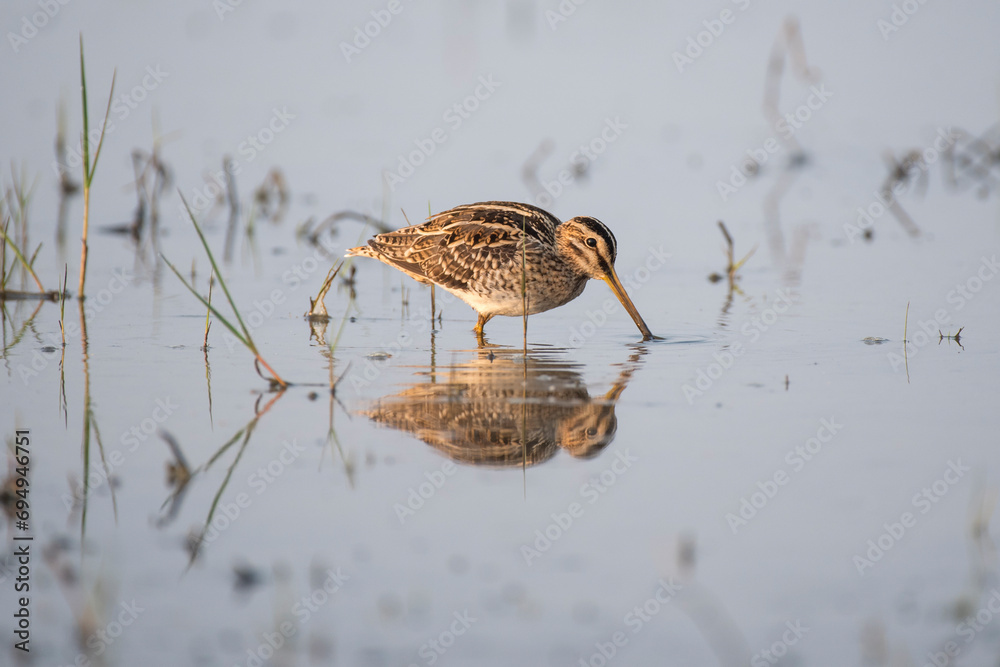 Fototapeta premium Common Snipe bird in the wetlands with use of selective focus 