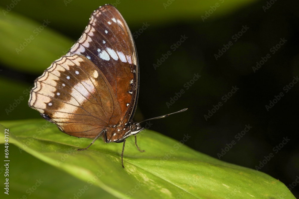 Φωτογραφία The beautiful butterfly on flower is show beauty wing in nature garden