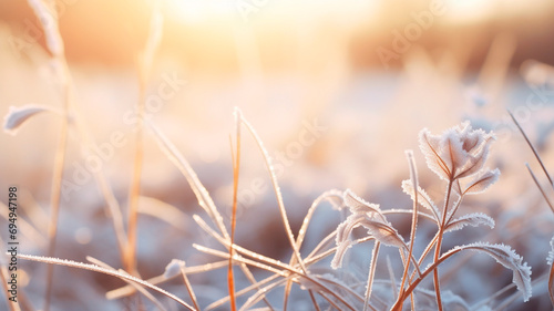 frozen grass in a winter meadow close up