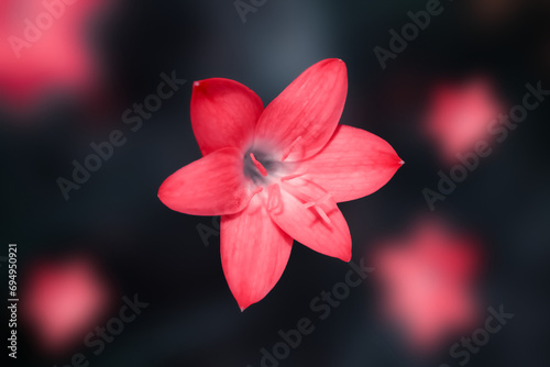 Red flower on black background