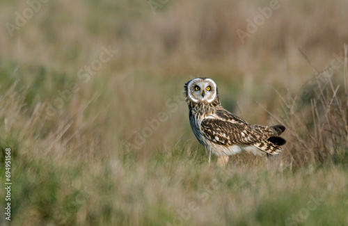 Hibou des marais, Hibou brachyote, Asio flammeus, Short eared Owl