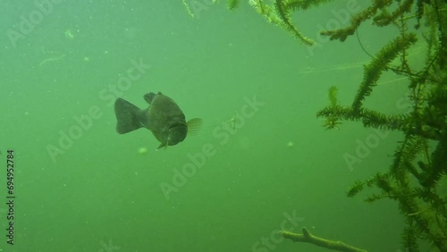 A largemouth bass come to check camera, face view, close--up photo