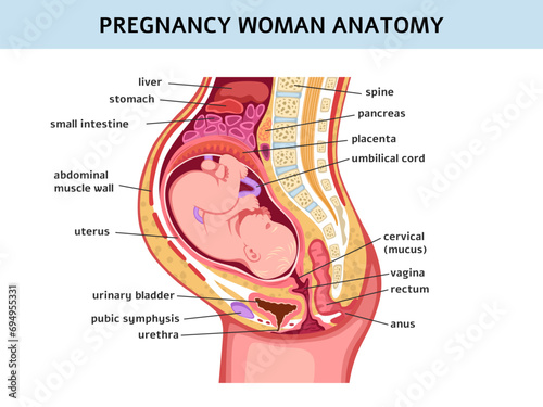 Pregnant woman. Pregnancy normal course, medical education, bladder, vagina and cervix. Fetus with umbilical cord and placenta. Anatomical poster. Preparation for childbirth. Vector concept