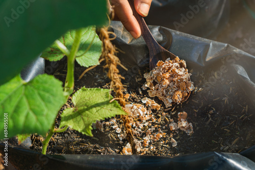 man using crushed egg shell for organic fertilizer for garden, concept of organic farming and gardening