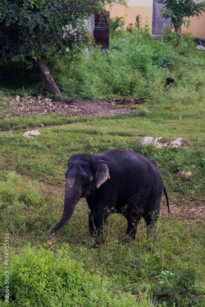 Fototapeta premium elephant in the grass