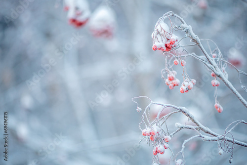 Red rowan in winter under the snow. Winter Concept background