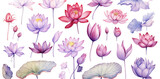 Lotus watercolor blossom background flower floral plant summer illustration nature petal