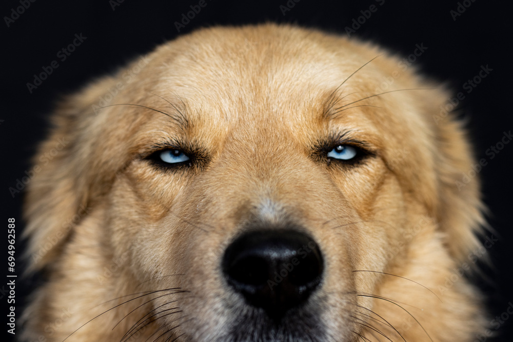 portrait cinnamon dog and blue eyes on black background