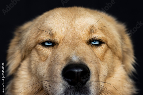 portrait cinnamon dog and blue eyes on black background