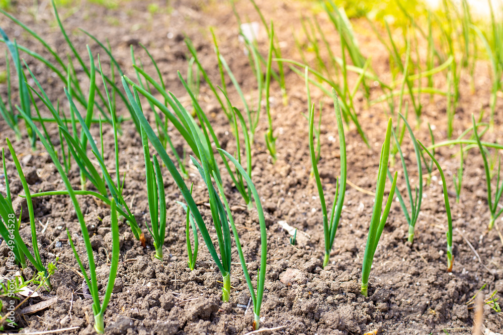 Young green onions in a garden bed on a sunny spring day. Growing greens