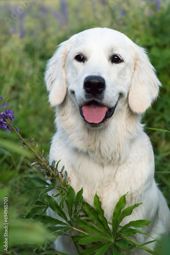 portrait of beautiful Golden retriver posing in countryside Lupine meadow. close up