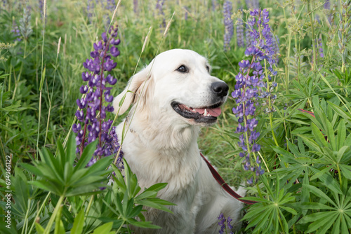 portrait of beautiful  happy Golden retriver posing in countryside Lupine meadow. close up photo