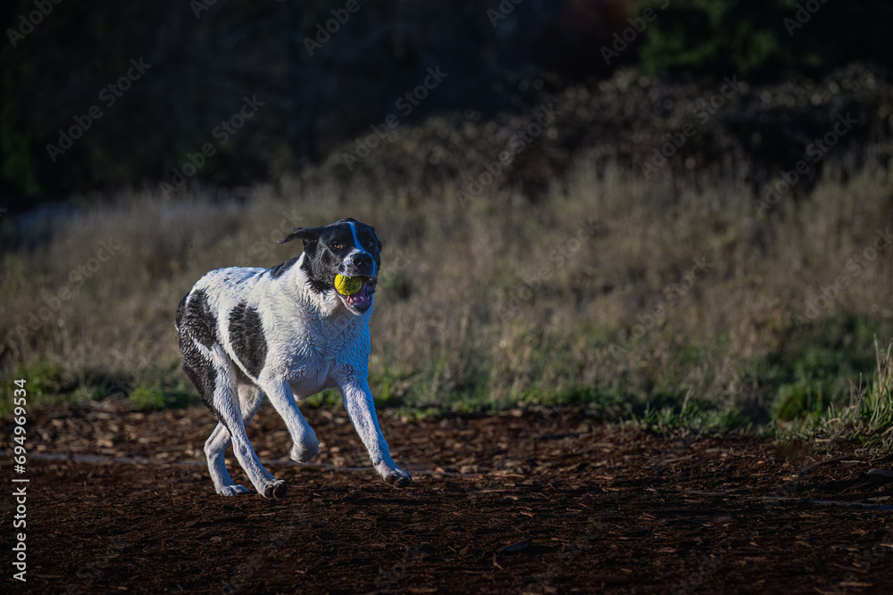 2023-12-17 A LARGE BLACK AND WHITE DOG RUNNING DOWN A WOOD CHIP TRAIL WITH A BALL IN ITS MOUTH AT THE MARYMOOR OFF LEASH DOG PARK IN REDMOND WASHINGTON